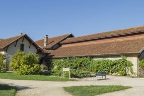 Dégustation de vin : le Chardonnay (cépage)